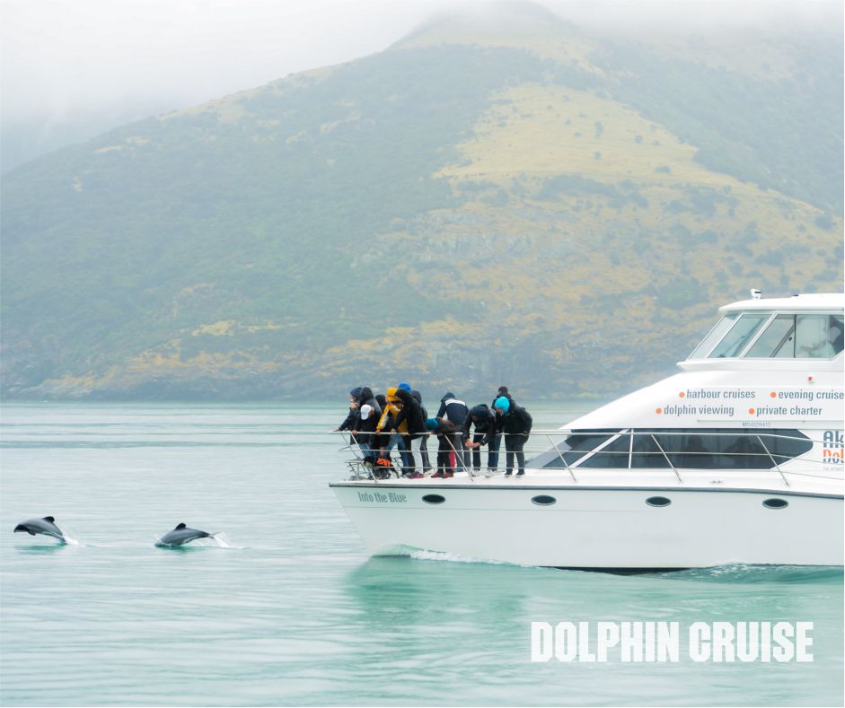 dolphin-cruise