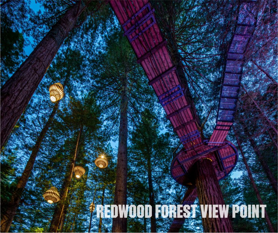 redwood-forest