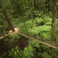Redwood Forest - New Zealand