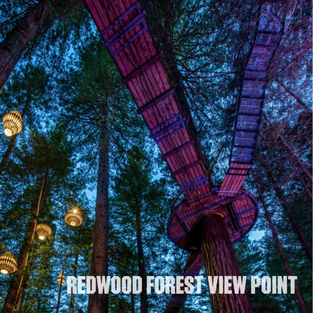 Tall redwood trees in the New Zealand Redwood Forest